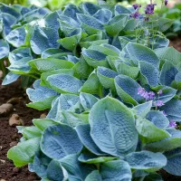 Hosta Big Daddy Plant 1 x 2L Pot - Hardy Garden Ready Plantain Lily Herbaceous Perennial Shrub for Shaded Borders & Containers