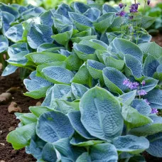 Hosta Big Daddy Plant 2 x 2L Pots - Hardy Garden Ready Plantain Lily Herbaceous Perennial Shrub for Shaded Borders & Containers