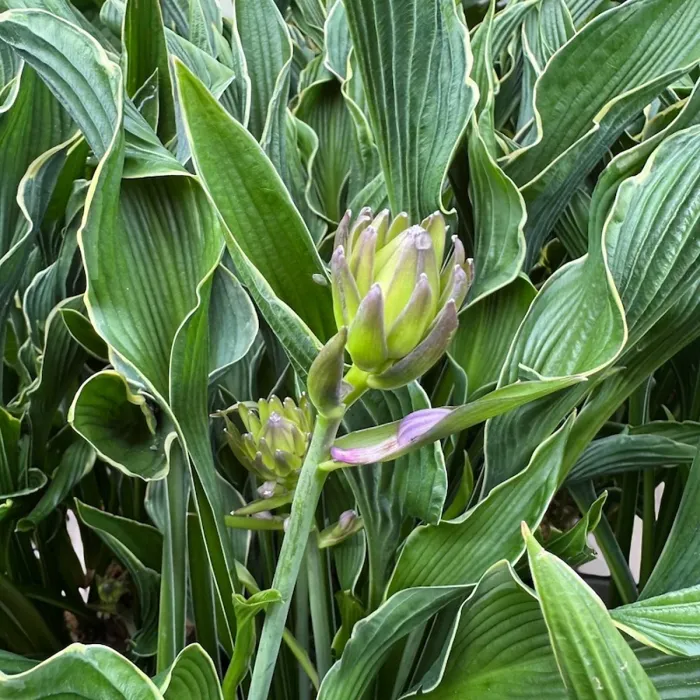Hosta Praying Hands Plant 1 x 2L Pot - Hardy Plantain Lily Garden Ready Herbaceous Perennial for Shaded Borders & Containers