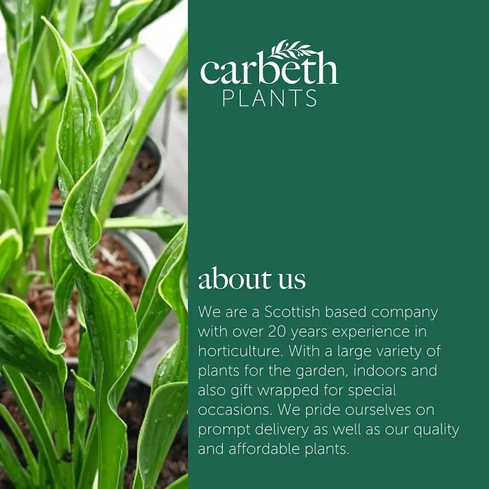 Hosta Praying Hands Plant 1 x 2L Pot - Hardy Plantain Lily Garden Ready Herbaceous Perennial for Shaded Borders & Containers