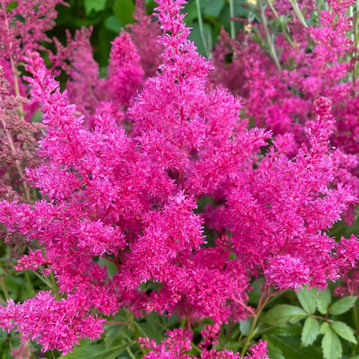 Astilbe arendsii Rose Plant 1 x 9cm Pot - Hardy Pink Summer Outdoor Perennial Garden Ready Shrub for Shaded Borders & Containers