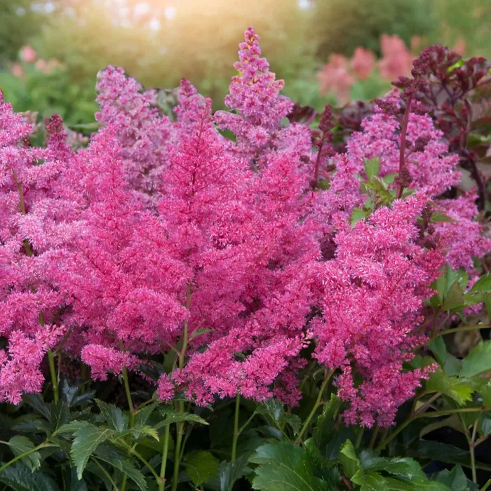 Astilbe arendsii Rose Plant 2 x 9cm Pots - Hardy Pink Summer Outdoor Perennial Garden Ready Shrub for Shaded Borders & Containers