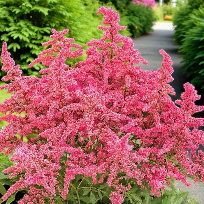 Astilbe arendsii Rose Plant 2 x 9cm Pots - Hardy Pink Summer Outdoor Perennial Garden Ready Shrub for Shaded Borders & Containers