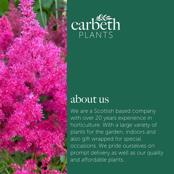 Astilbe arendsii Rose Plant 3 x 9cm Pots - Hardy Pink Summer Outdoor Perennial Garden Ready Shrub for Shaded Borders & Containers