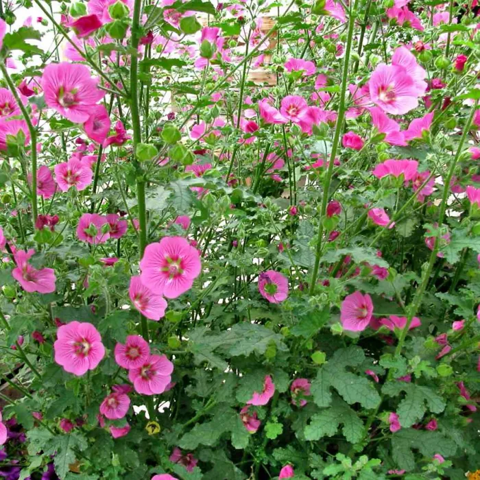 Anisodontea Marshmallow 2 x 9cm Pots - Hardy Pink Summer Outdoor Perennial Garden Ready Shrub for Shaded Borders & Containers
