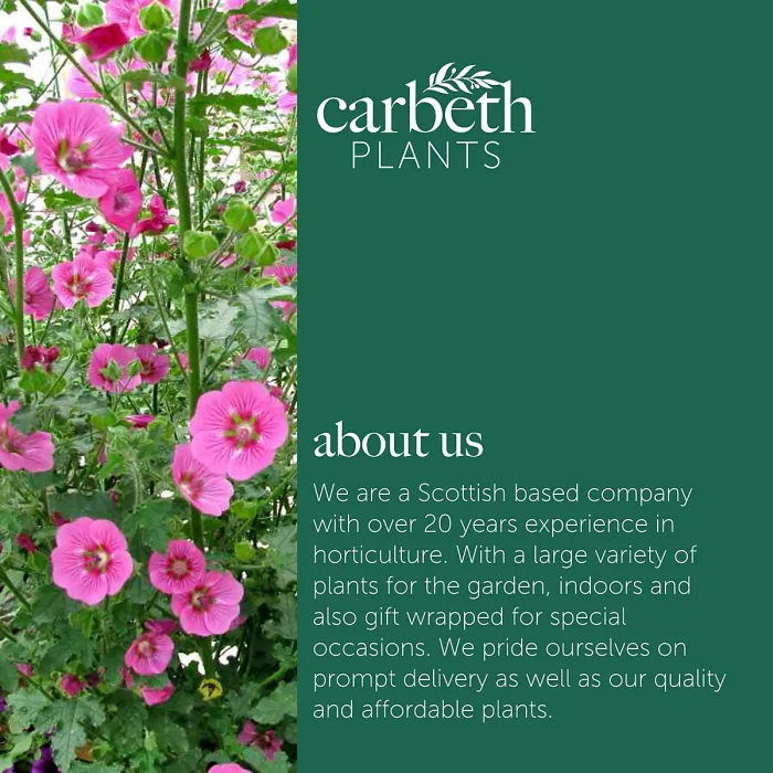 Anisodontea Marshmallow 2 x 9cm Pots - Hardy Pink Summer Outdoor Perennial Garden Ready Shrub for Shaded Borders & Containers