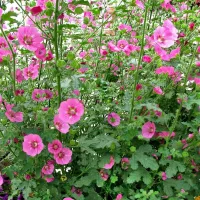 Anisodontea Marshmallow 3 x 9cm Pots - Hardy Pink Summer Outdoor Perennial Garden Ready Shrub for Shaded Borders & Containers