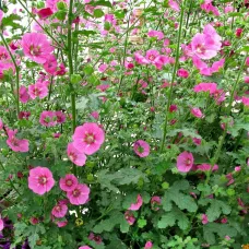 Anisodontea Marshmallow 3 x 9cm Pots - Hardy Pink Summer Outdoor Perennial Garden Ready Shrub for Shaded Borders & Containers