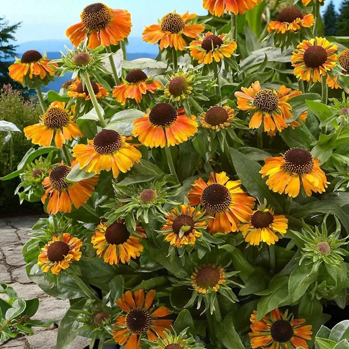 Helenium Short and Sassy 1 x 9cm Pots - Hardy Orange Summer Outdoor Perennial Garden Ready Shrub for Shaded Borders & Containers