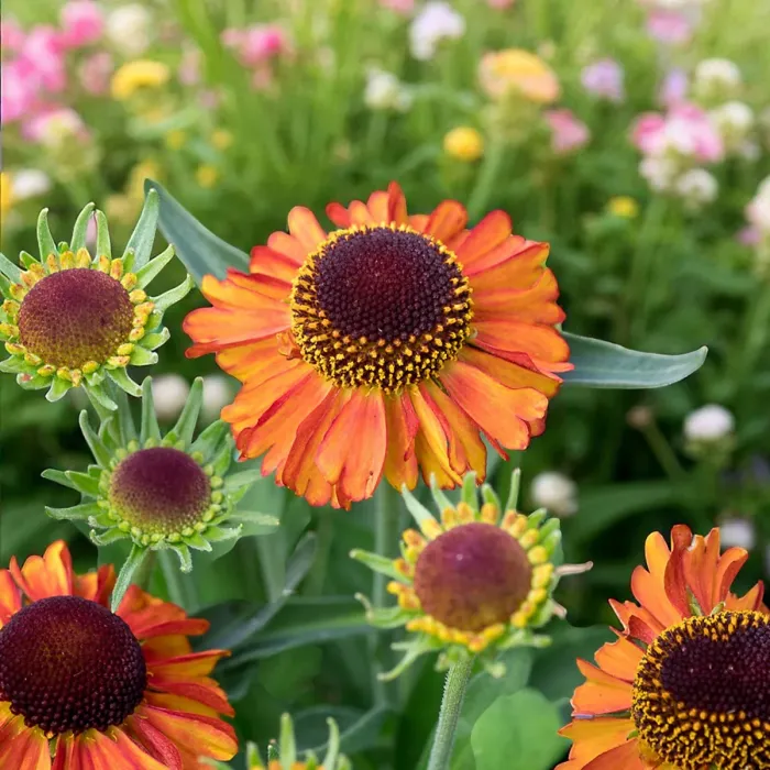 Helenium Short and Sassy 1 x 9cm Pots - Hardy Orange Summer Outdoor Perennial Garden Ready Shrub for Shaded Borders & Containers