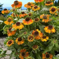 Helenium Short and Sassy 2 x 9cm Pots - Hardy Orange Summer Outdoor Perennial Garden Ready Shrub for Shaded Borders & Containers