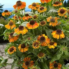 Helenium Short and Sassy 2 x 9cm Pots - Hardy Orange Summer Outdoor Perennial Garden Ready Shrub for Shaded Borders & Containers