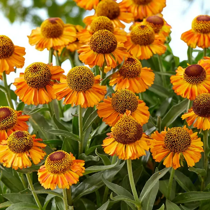 Helenium Short and Sassy 2 x 9cm Pots - Hardy Orange Summer Outdoor Perennial Garden Ready Shrub for Shaded Borders & Containers