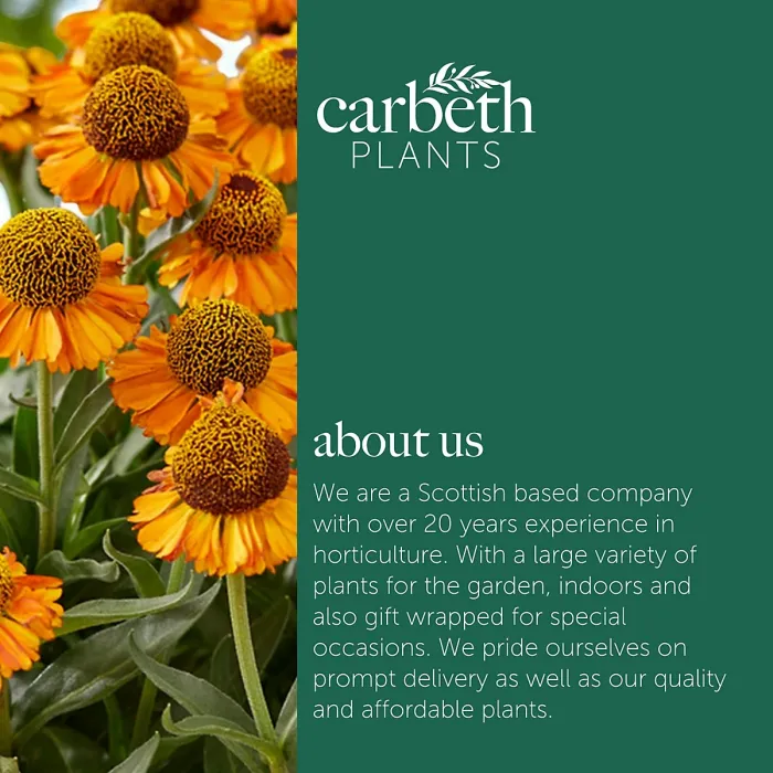 Helenium Short and Sassy 3 x 9cm Pots - Hardy Orange Summer Outdoor Perennial Garden Ready Shrub for Shaded Borders & Containers