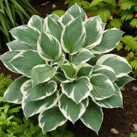 Hosta Minuteman 1 x 9cm Pots - Hardy Lavender Summer Outdoor Perennial Garden Ready Shrub for Shaded Borders & Containers