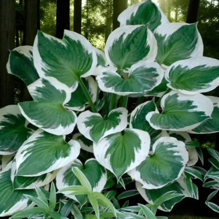 Hosta Minuteman 1 x 9cm Pots - Hardy Lavender Summer Outdoor Perennial Garden Ready Shrub for Shaded Borders & Containers