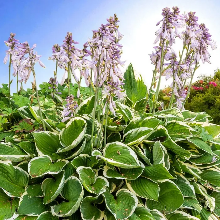 Hosta Minuteman 3 x 9cm Pots - Hardy Lavender Summer Outdoor Perennial Garden Ready Shrub for Shaded Borders & Containers