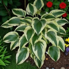 Hosta Fantabulous 3 x 9cm Pots - Hardy Lavender Summer Outdoor Perennial Garden Ready Shrub for Shaded Borders & Containers