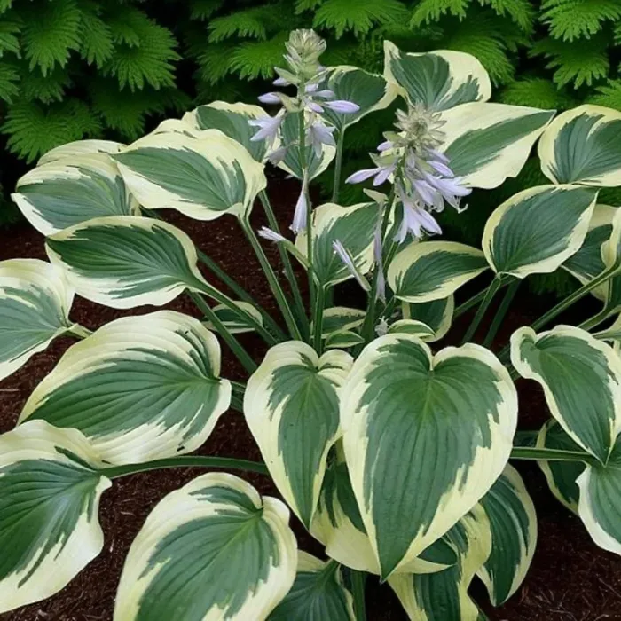 Hosta Fantabulous 3 x 9cm Pots - Hardy Lavender Summer Outdoor Perennial Garden Ready Shrub for Shaded Borders & Containers