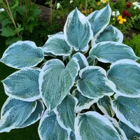 Hosta Barbara Ann 1 x 9cm Pots - Hardy White Summer Outdoor Perennial Garden Ready Shrub for Shaded Borders & Containers