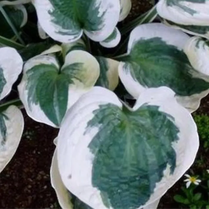 Hosta Barbara Ann 2 x 9cm Pots - Hardy White Summer Outdoor Perennial Garden Ready Shrub for Shaded Borders & Containers