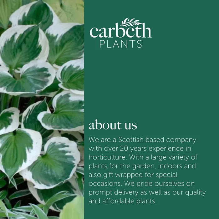 Hosta Barbara Ann 2 x 9cm Pots - Hardy White Summer Outdoor Perennial Garden Ready Shrub for Shaded Borders & Containers