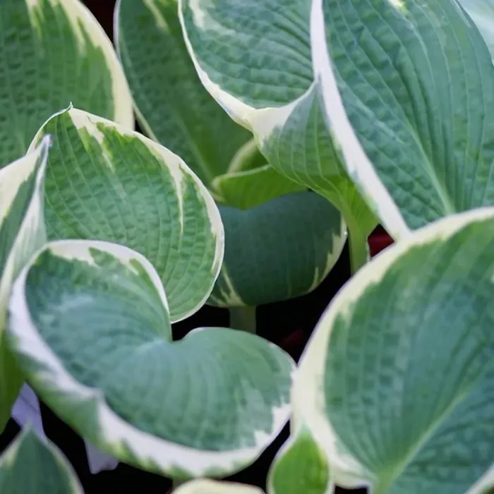Hosta Barbara Ann 3 x 9cm Pots - Hardy White Summer Outdoor Perennial Garden Ready Shrub for Shaded Borders & Containers